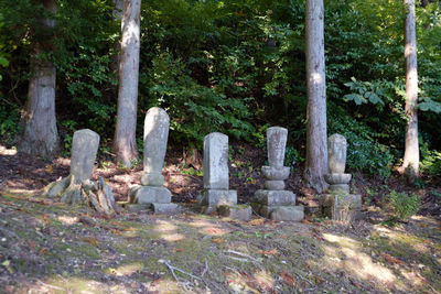 Tombstones in cemetery