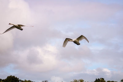 Low angle view of swan flying in sky