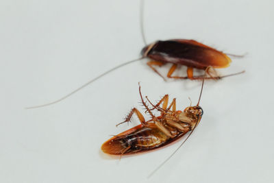 Cockroaches on a white background