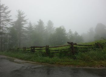 Scenic view of road by trees against sky