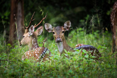 Deer in a forest