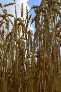 Close-up of wheat field