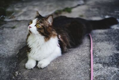 Close-up of cat sitting outdoors