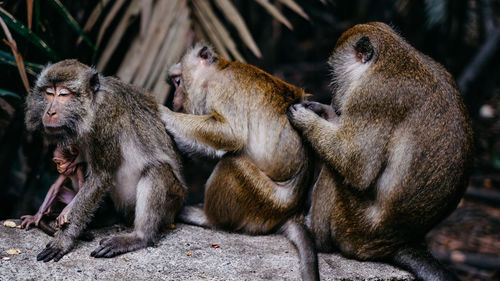 Monkey family