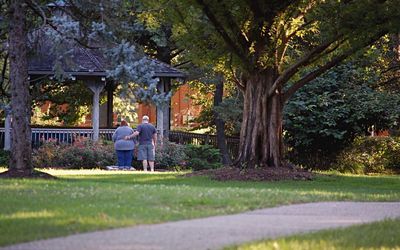 Trees in park