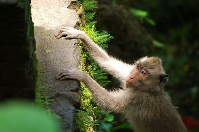 Close-up of monkey on tree