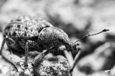 Close-up of insect on rock