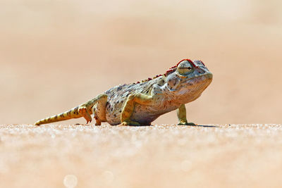 Close-up of lizard on land