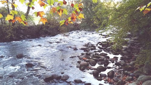 Scenic view of river in forest