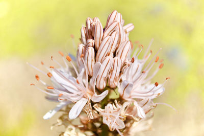 Close-up of white flowering plant