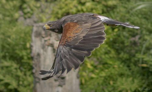 Close-up of a bird flying