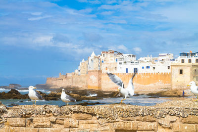 View of birds by buildings against sky