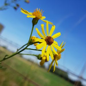 Close-up of yellow flowering plant