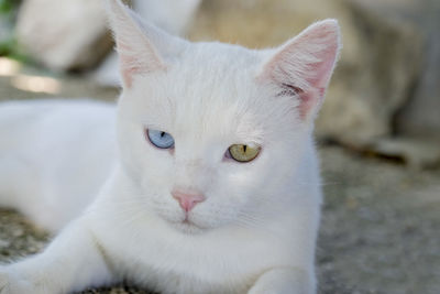 Close-up portrait of a cat