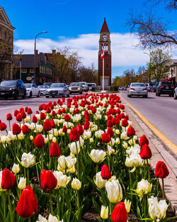 View of red flowering plants in city