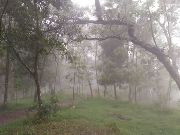 Trees in forest