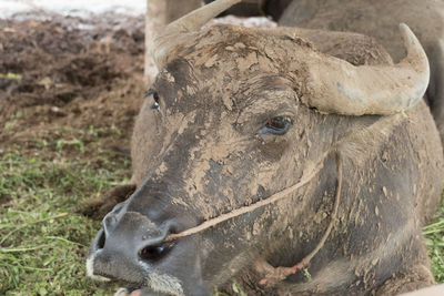 Close-up of a horse on field