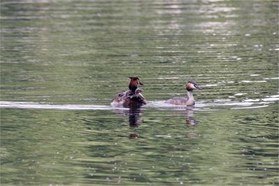 Swans swimming on lake