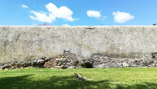 View of an animal on field