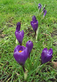 Close-up of purple crocus blooming on field