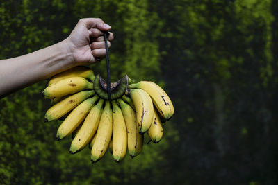 Close-up of hand holding bananas