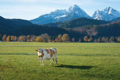 Cow grazing on field against mountains