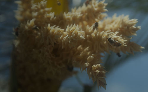 Close-up of flower against blurred background