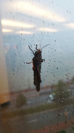 Spider on web against sky seen through wet window