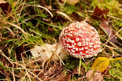 Close-up of fly agaric mushroom on field