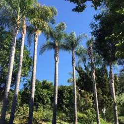 Low angle view of trees