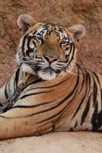 Tiger against rock formation at zoo