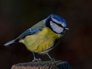 Close-up of a bird