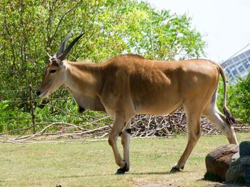 Horse standing in a field