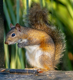 Close-up of squirrel