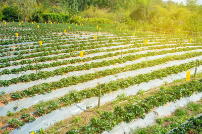 Scenic view of farm