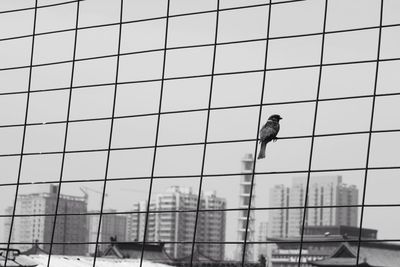 Bird on fence against built structures