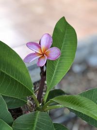 Close-up of pink flowering plant leaves