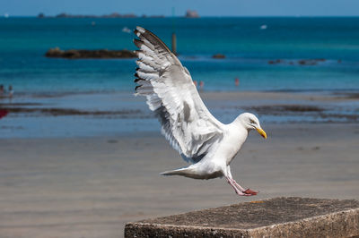 Seagull flying over sea shore