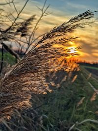 Close-up of stalks in field against sunset sky