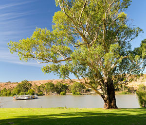 Tree by lake against sky