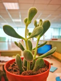 Close-up of succulent plant in pot