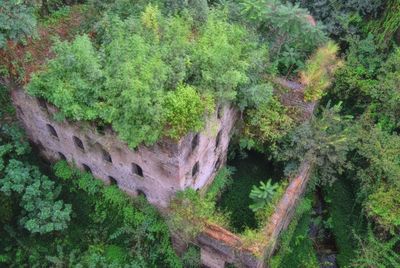 Trees growing in forest