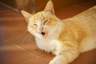 Close-up portrait of a cat