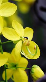 Close-up of insect on yellow flower