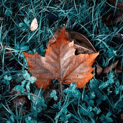 High angle view of dry leaves on field