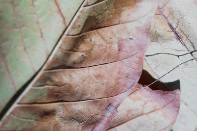 Close-up of dried leaves