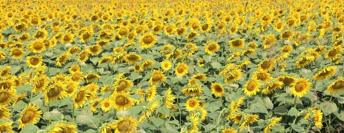 Scenic view of sunflower field