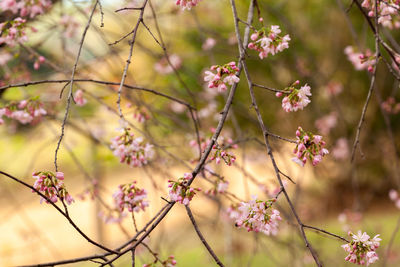 Close-up of pink cherry blossoms in spring