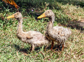 Close-up of ducks