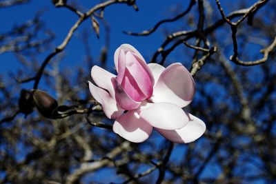 Low angle view of fresh white flowering tree against sky